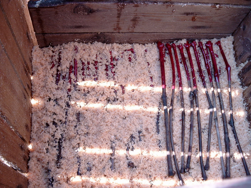 Einlegen der Veredlungen